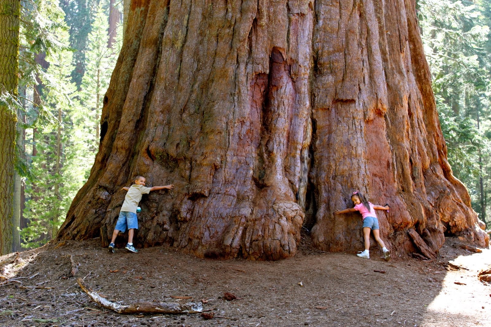 sequoiaForestCalifornia